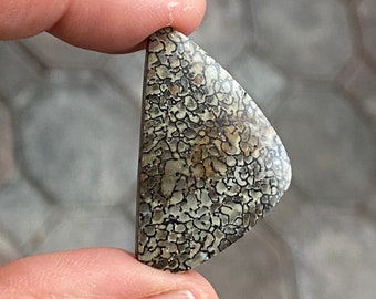 Puede incluir: Un cabujón de forma triangular de hueso de dinosaurio fosilizado. La piedra es de color gris claro con marcas marrones y negras.