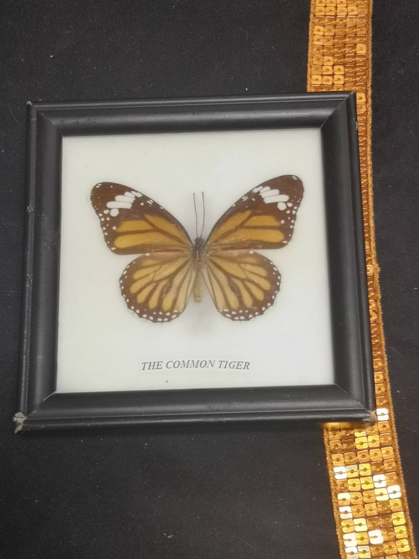 Plusieurs Modèles Cadres Papillons Naturalisés