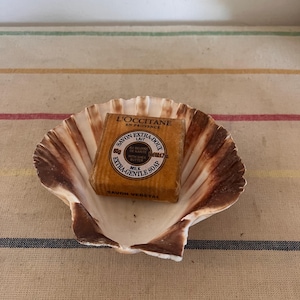 A scallop shell  to use as soap dish, trinket dish, catch all