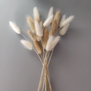 Dried mixed natural and white bunny tails. 25cm - 30cm. Perfect for a small vase. Set of 20 or 30