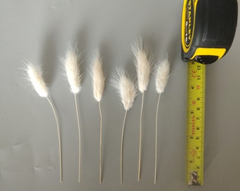 White dried bunny tail buds - perfect for cake decorating / buttonholes / crafting