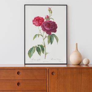 Redouté Rosa Gallica Print: Vintage French Rose Botanical Art