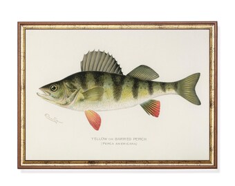 Vintage Yellow Perch Fish Print, Antique Barred Perch Illustration (Digital Download)