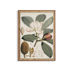 Gedruckt und Versandt | Blumen Print | Vintage botanische Druck | Antike Pflanze Neutral Wohnkultur | Physische Drucke | Botanische Wandkunst