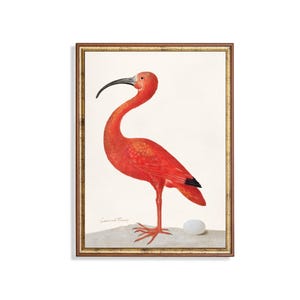 Impresión vintage de flamenco: obra de arte de ibis escarlata de Surinam, pájaro rojo exótico con huevo, arte mural de historia natural