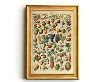 Vintage Franse fruitkaart: botanische keuken kunst aan de muur