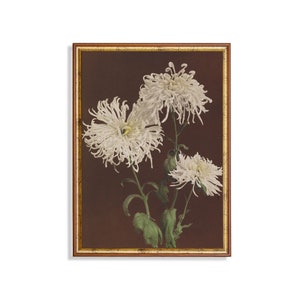 Vintage Chrysanthemum Floral Print: Botanical Still Life, Farmhouse Art (Mailed Print)