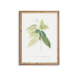 Antiker Zimt Botanischer Druck - Vintage Cinnamomum Blatt Kunstwerk, Grüne Botanische Wandkunst, Apotheker Kräuter Dekor für Natürliche Innenräume