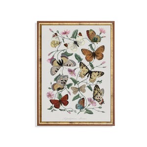 Impresión de mariposa vintage: Ilustración de entomología botánica