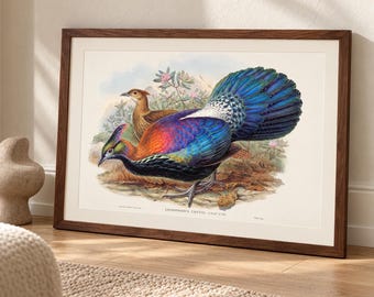Vintage Himalayan Monal Bird Print – Colorful Pheasant Natural History Illustration