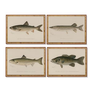 May include: Four framed vintage fish prints. Each print features a detailed illustration of a different fish species, including a trout, pike, salmon, and bass. The prints have a neutral background and are framed in gold.