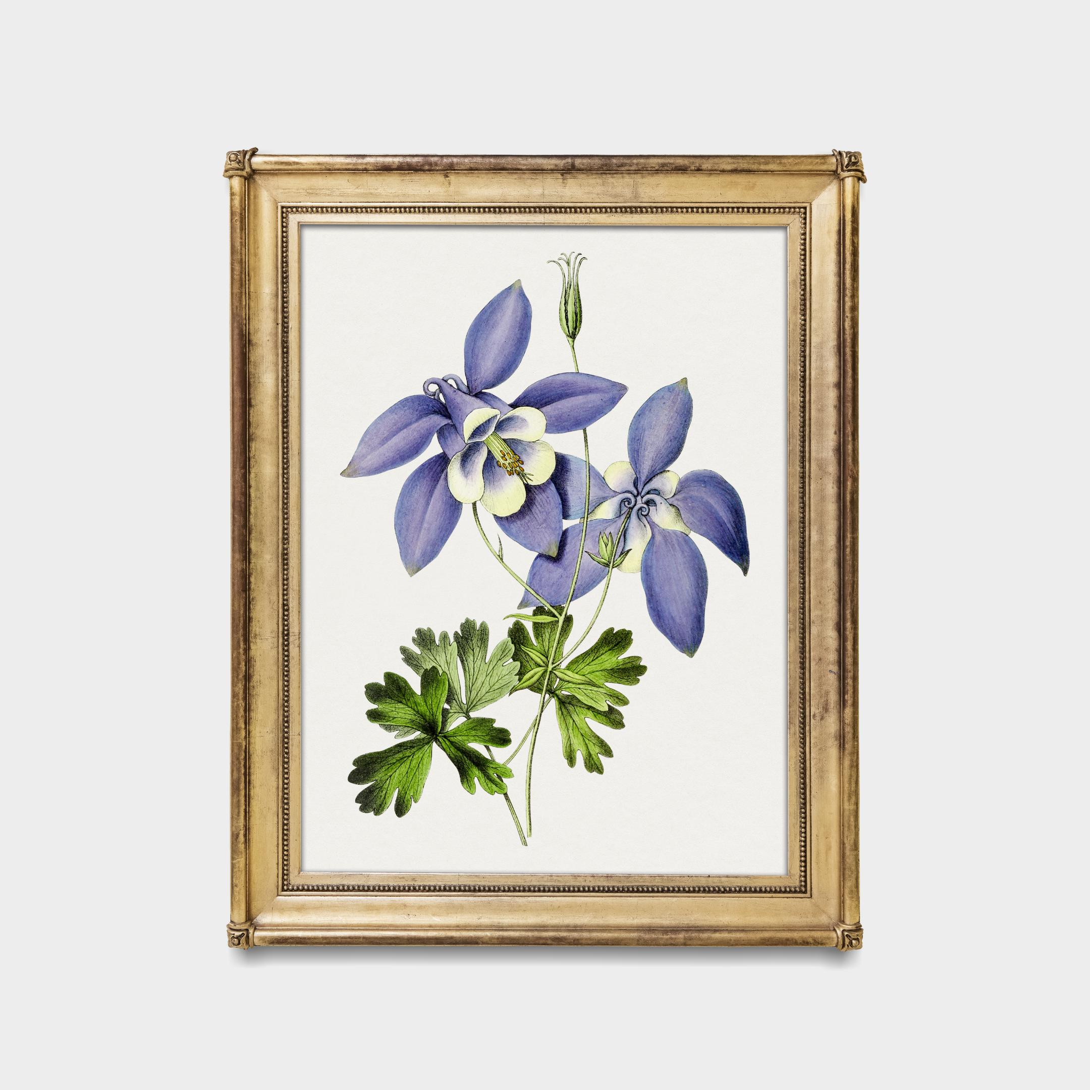 Vintage Columbine Flower Print: Purple Aquilegia Botanical Art - Etsy