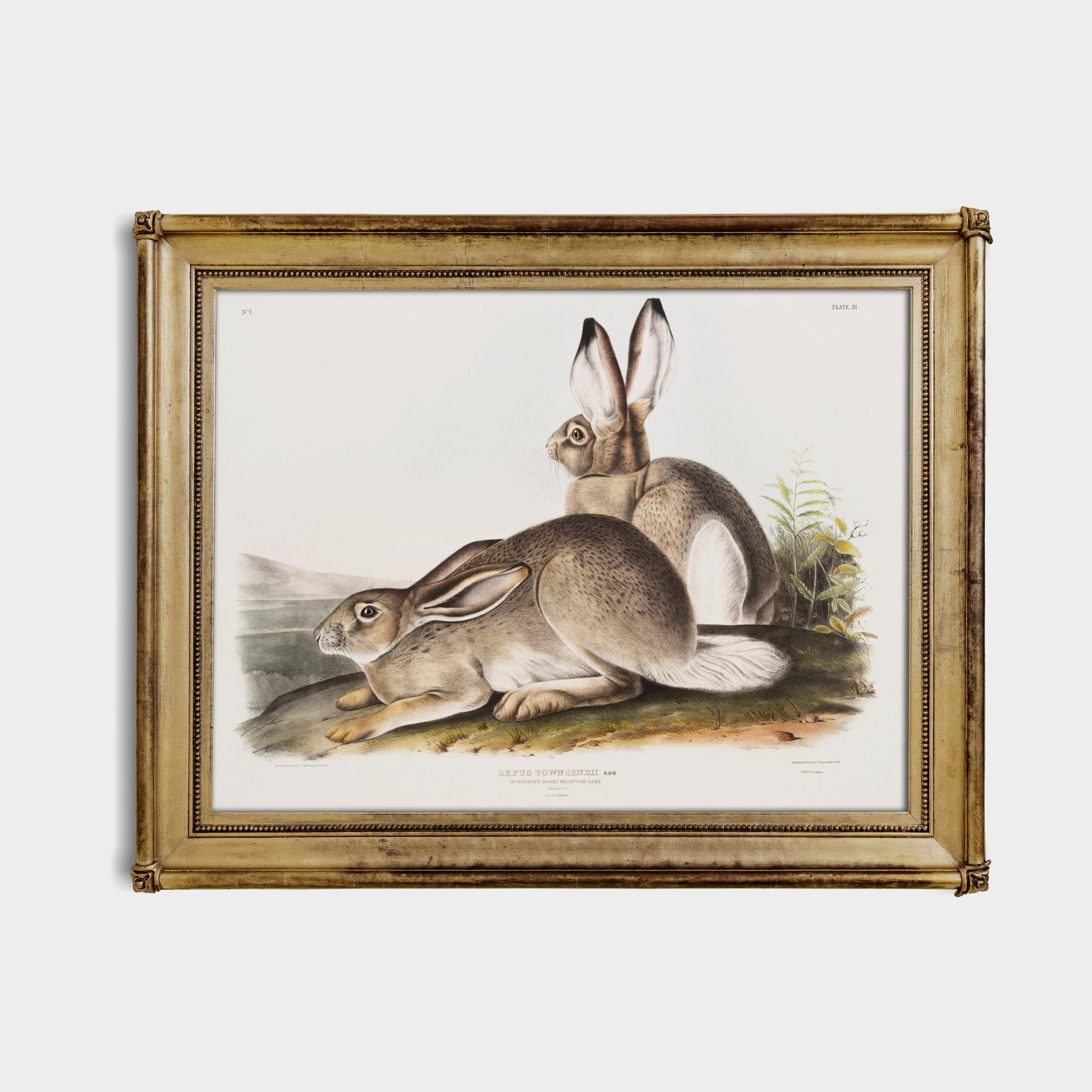 Classic Rabbit Picture Vintage Rabbit Print: Antique Bunnies Painting, Farmhouse Decor ...