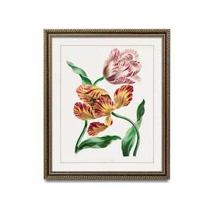 Vintage Tulpen Blumenbild - Rote und Gelbe Papageientulpe Blumenkunst, 19.Jhdt