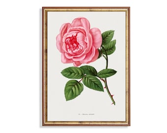 Vintage Celina Noirey Rose-print: Franse botanische muurkunst
