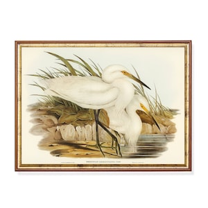 Vintage Egret Print: Antique Heron Illustration, Rustic Cottagecore Wall Art (Digital Download)