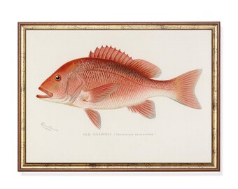 Antique Red Snapper Fish Print, Vintage Coastal Marine Illustration (Digital Download)
