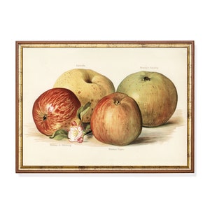 Vintage Apple Print: Antique Botanical Kitchen Art
