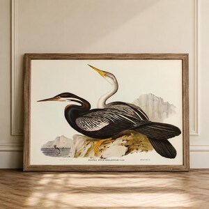 Estampe Anhinga, illustration ornithologique vintage, œuvre d'art animalière d'Audubon, décoration côtière (téléchargement numérique)