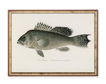 Vintage Sea Bass Fish Print, Antique Coastal Illustration, Nautical Wall Art (Digital Download)