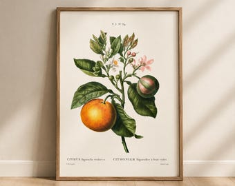 Vintage Citrus Botanical Print, Antique Orange Tree Illustration, French Botanical Decor
