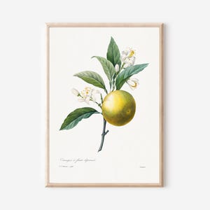 Orangenbaum Kunstdruck von P.J. Redouté – Französische Gartenkunst aus den 1970er-Jahren mit Obst und Gemüse