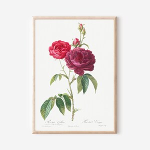 Rosa Gallica Botanisches Bild von Redouté - Französische Vintage Rosen Kunst für Cottagecore oder Gartendekoration