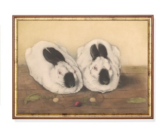 Vintage Himalayan Rabbit Print: Antique Bunnies Artwork