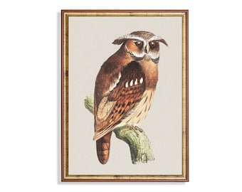 Impression de hibou vintage : art ancien d'oiseau, décoration de ferme rustique