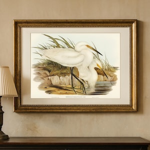 Vintage Egret Print: Antique Heron Illustration, Rustic Cottagecore Wall Art (Digital Download)