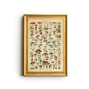 Vintage Franse paddenstoelenkaart | Antieke botanische print | Rustieke cottagecore-muurdecoratie | Paddenstoelidentificatiekunst