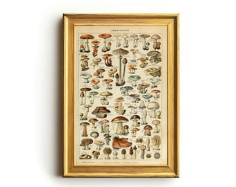 Vintage French Mushroom Chart | Antique Botanical Print | Rustic Cottagecore Wall Decor | Mushroom Identification Art
