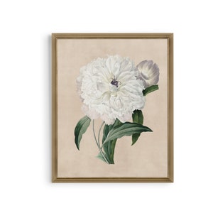 Vintage Peony Print: Antique Botanical Flower Wall Art