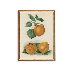 Printed and Shipped | Vintage Apricot Print | Antique Fruits Artwork | Farmhouse Kitchen Decor | Physical Prints | Botanical Vintage Art