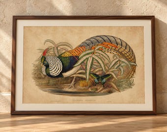 Vintage Amherst's Pheasant Print, Antique Bird Illustration, Natural History Poster (Digital Download)