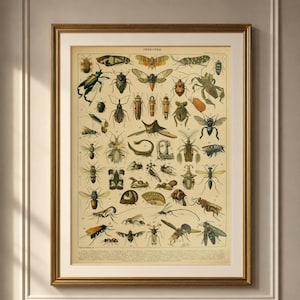 Vintage Insect Chart Print, Antique Entomology Poster, Natural History Illustration (Digital Download)