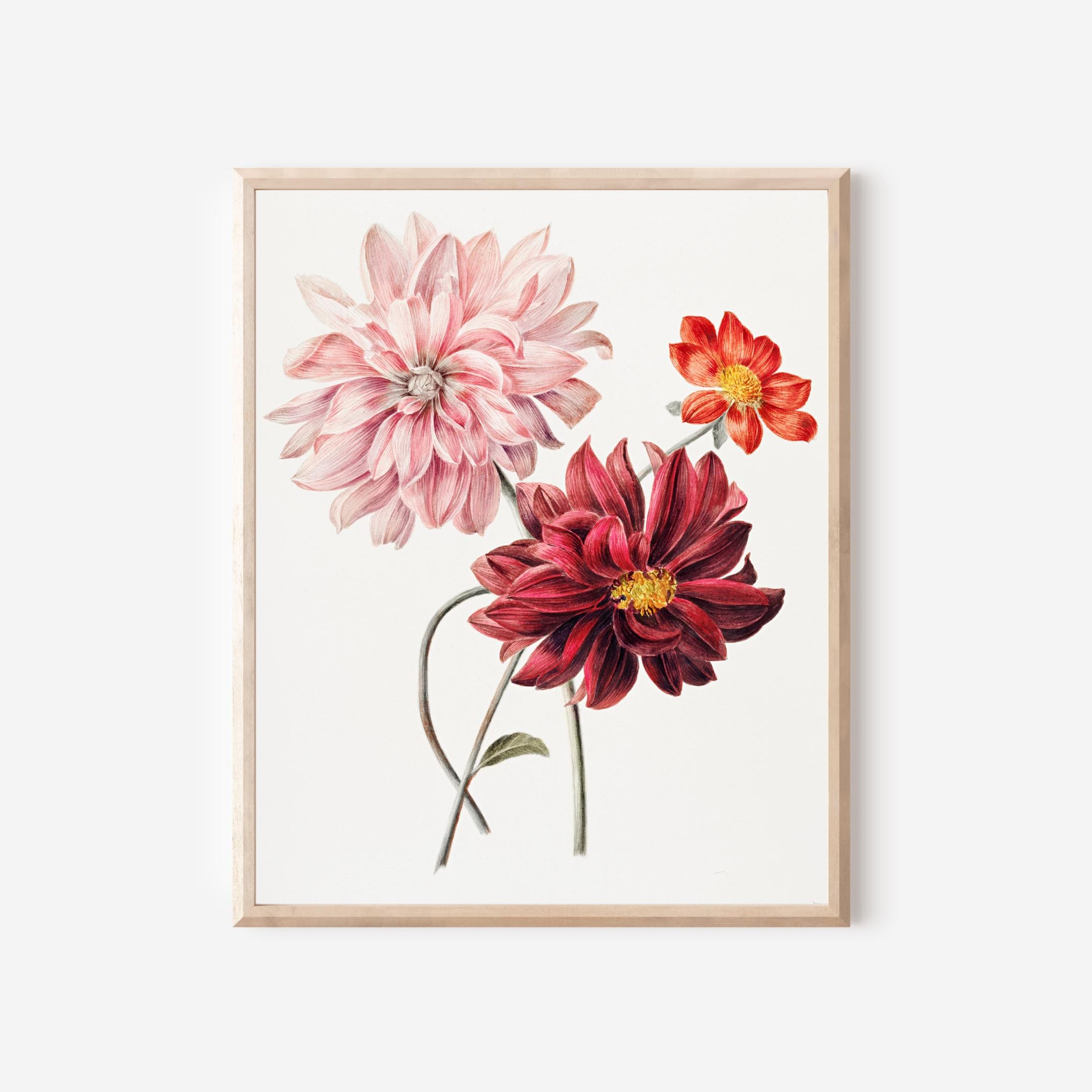 ヴィンテージダリア植物画：復元された19世紀の花の芸術 - Etsy 日本
