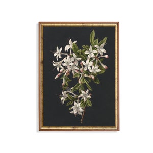 Vintage White Flower Print: Antique Botanical Art, Victorian Garden (Mailed Print)