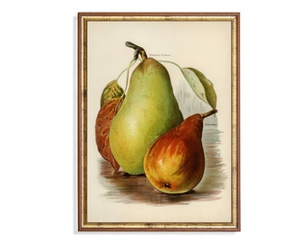 1800年代フランスの植物ポスター｜ヴィンテージ洋梨フルーツポスター