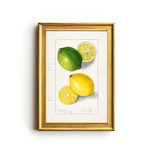 Puede incluir: Una impresión botánica enmarcada con una lima y un limón, cada uno con una mitad cortada. La lima es verde y el limón es amarillo. La impresión está en un marco dorado y el fondo es blanco.
