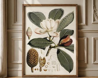 Lámina vintage de magnolia: Arte mural botánico antiguo