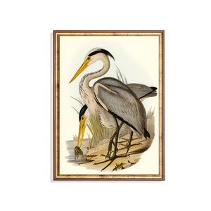 Vintage Heron Bird Print: 19th Century Fine Art