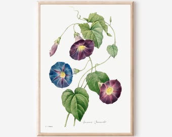 Redouté Morning Glory Print: Vintage Botanical Wall Art