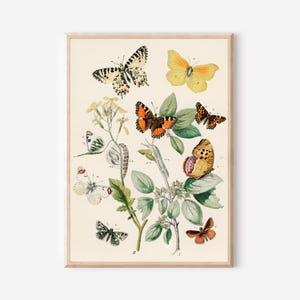 Lámina botánica de mariposas antiguas: arte entomológico antiguo