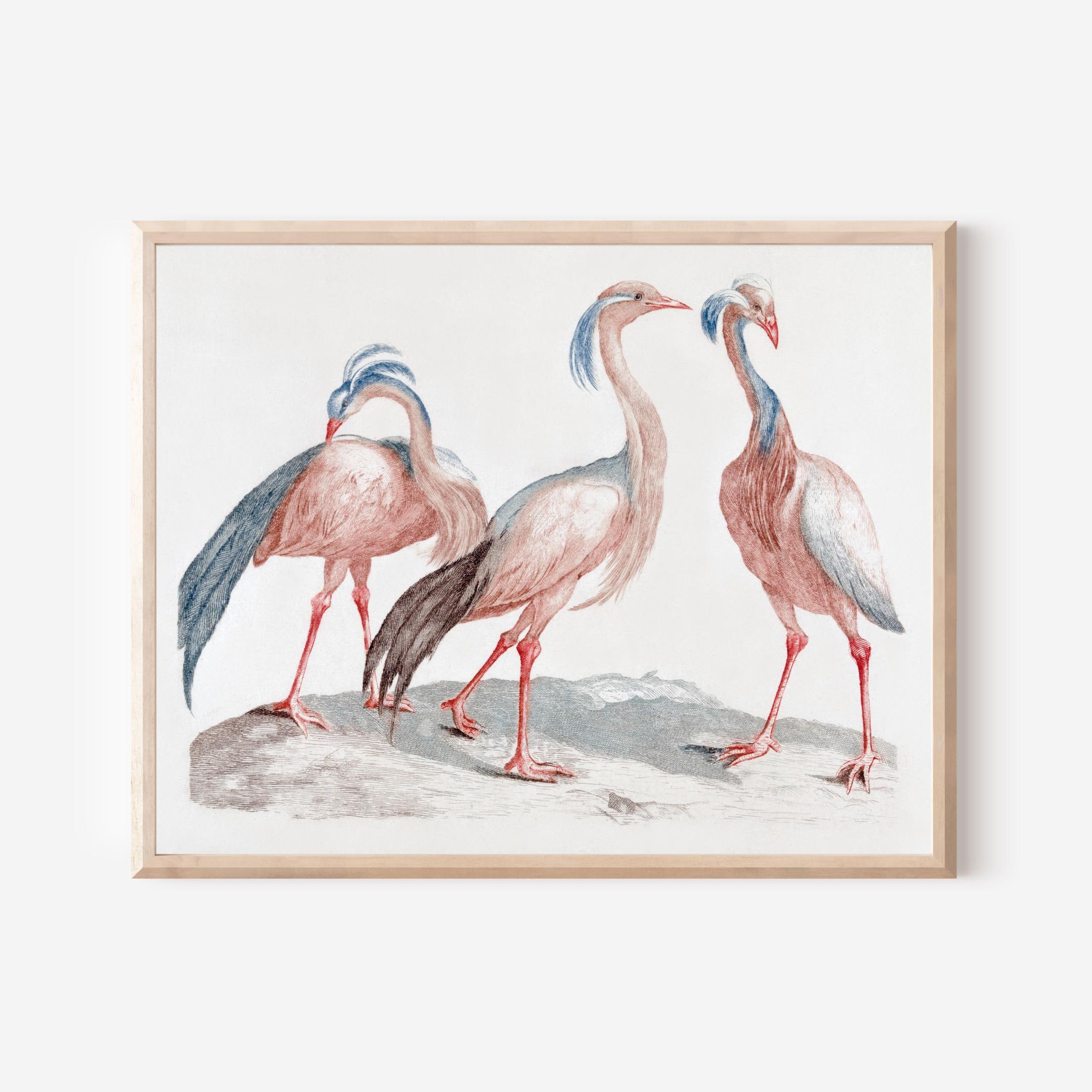 Lithographie sur les oiseaux de 1922 "hiboux&quot