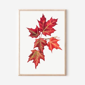 Antikes rotes Ahornblatt - Vintage botanische Herbstlaub-Kunst, scharlachrotes Laub-Kunstwerk, Herbst-Natur-Wanddekoration, Herbarium-Stil