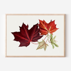 Vintage Ahornblatt Botanischer Druck - Antike Herbst Blätter Malerei, Rote und Grüne Laub Kunst, Herbst Natur Dekor, Geschenk für Pflanzenliebhaber