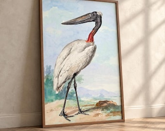 Vintage Pelican Wall Art Print, Coastal Watercolor Bird Art, Natural History Seabird Decor