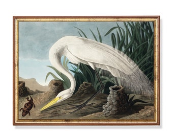 Vintage White Heron Print: Antique Bird Art, Farmhouse Decor