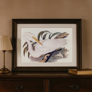 Vintage Egret Print: Audubon Style Bird Illustration, Cottagecore Wall Art (Digital Download)